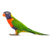 Rainbow Lorikeet