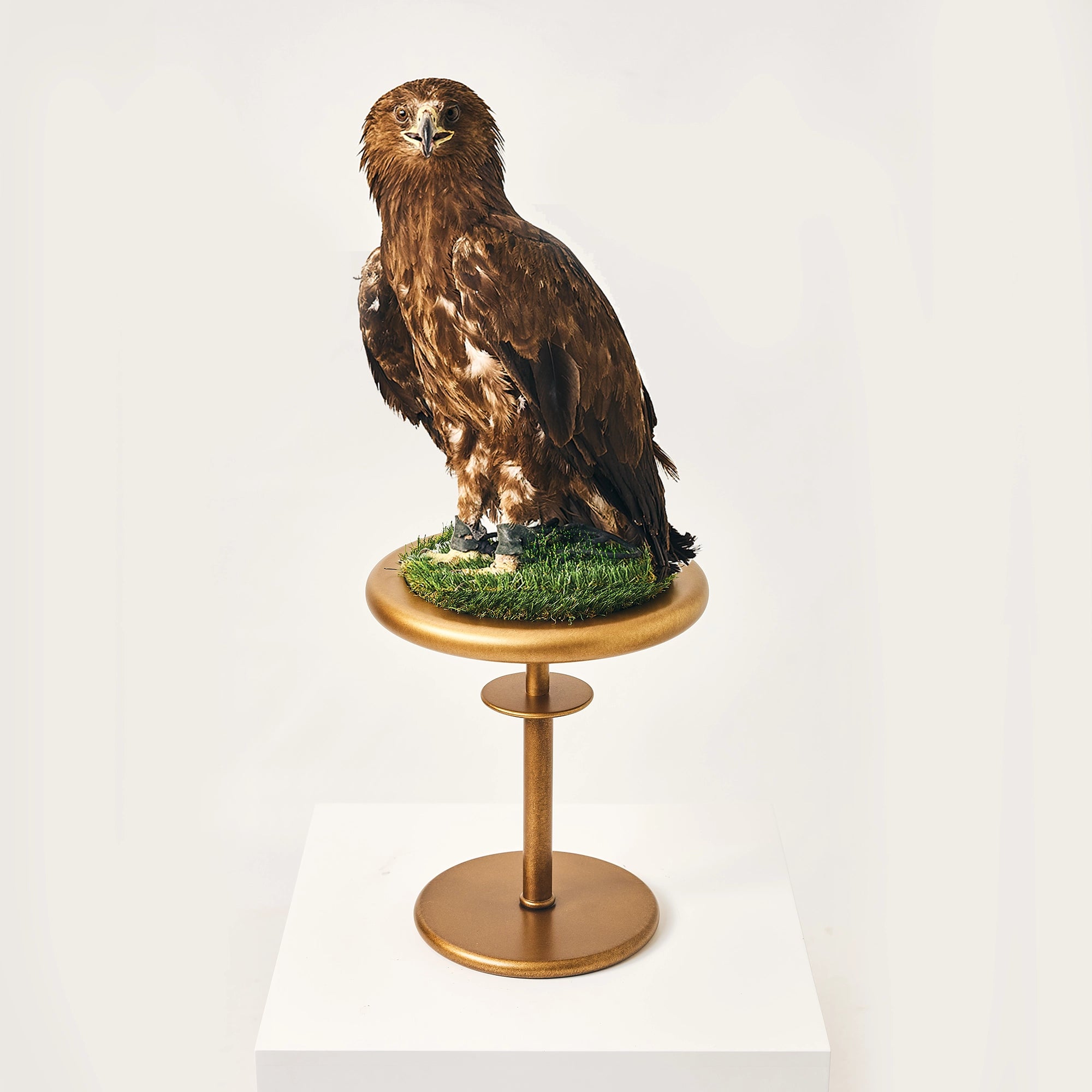Golden eagle on the FUROAR Regalia gold falcon perch.