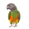 Senegal Parrot