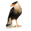Southern Caracara