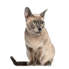 Tonkinese