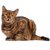 Toyger