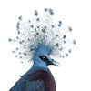 Victoria Crowned Pigeon