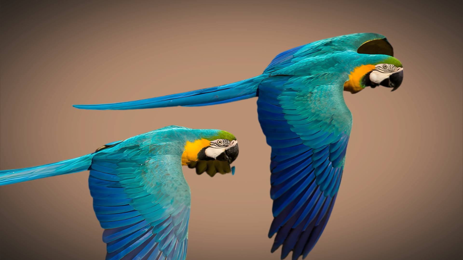 BIRDS OF PARADISE Banner