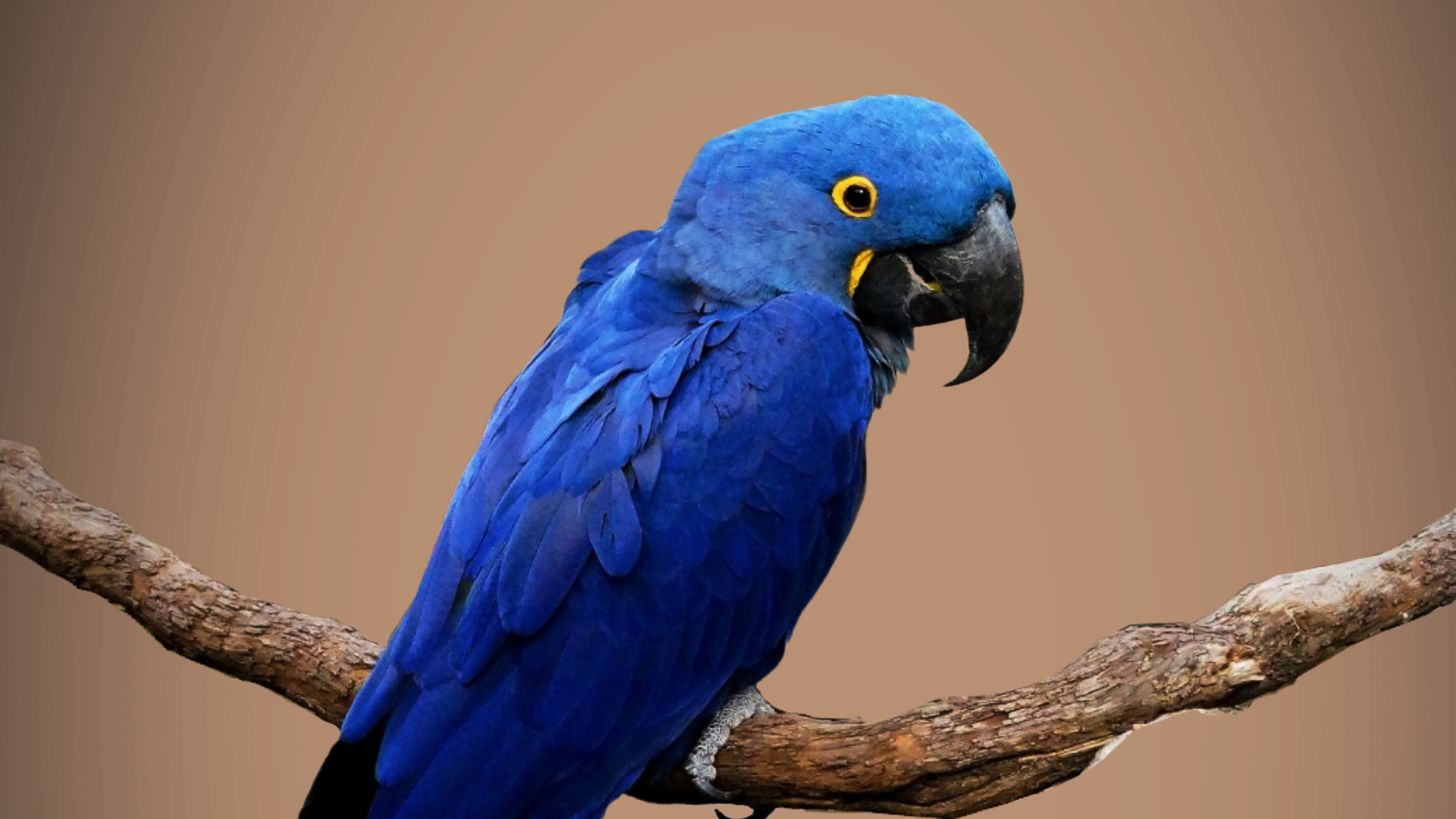 BIRDS OF VICTORY Banner