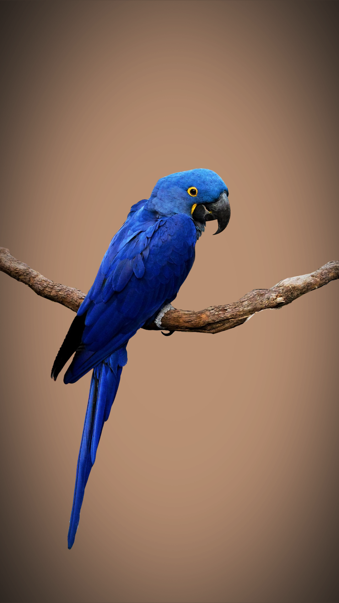 BIRDS OF VICTORY Mobile Banner