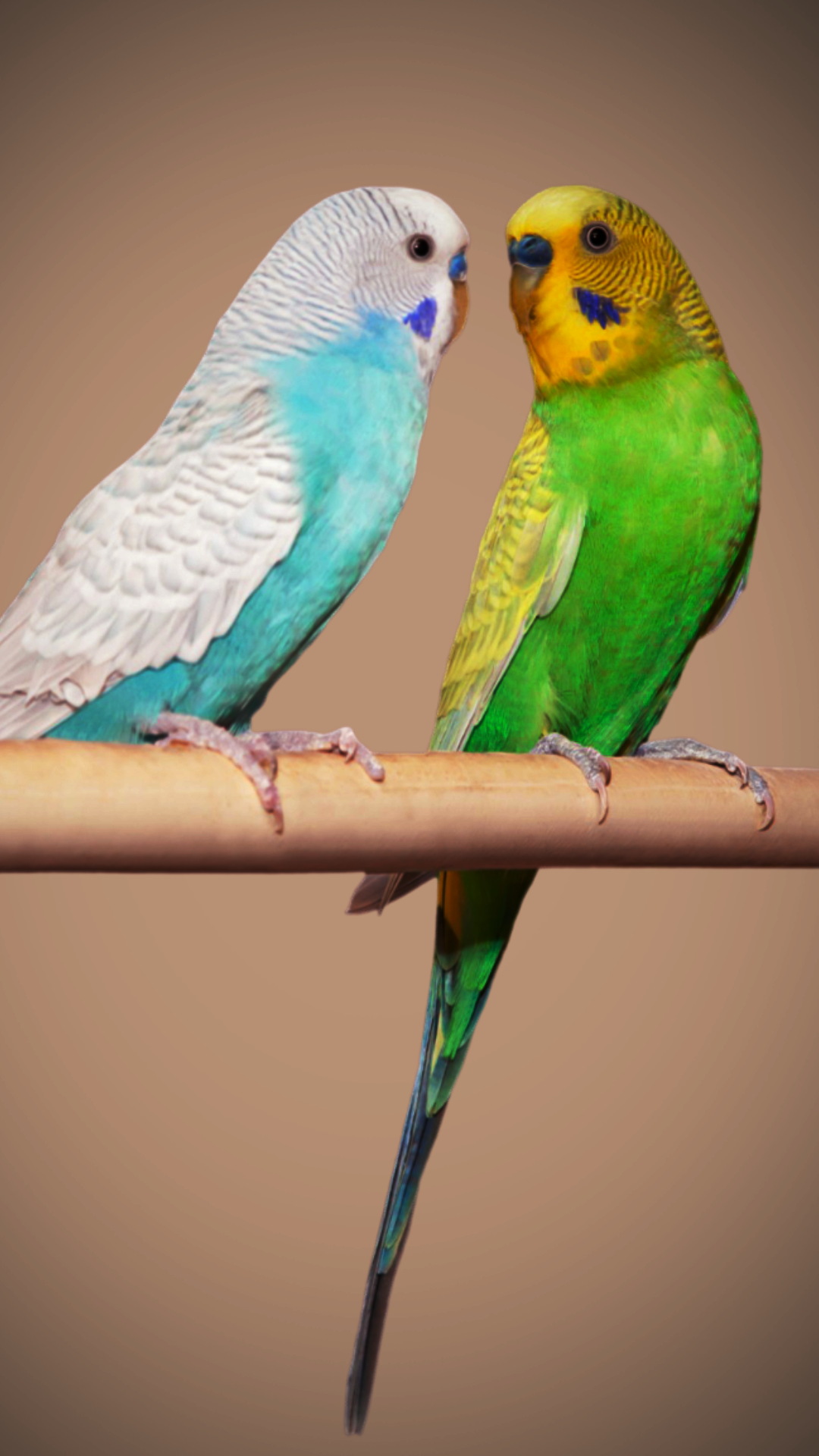 ROYAL SALON Mobile Banner