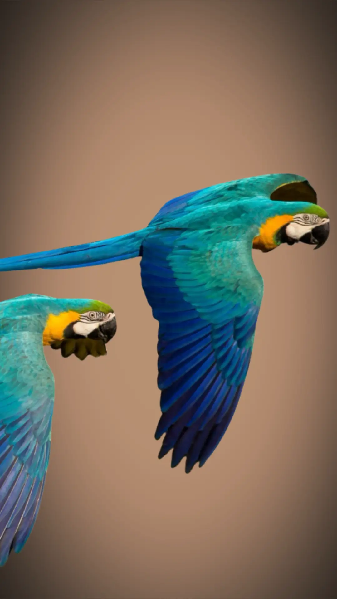 AVIARY Mobile Banner