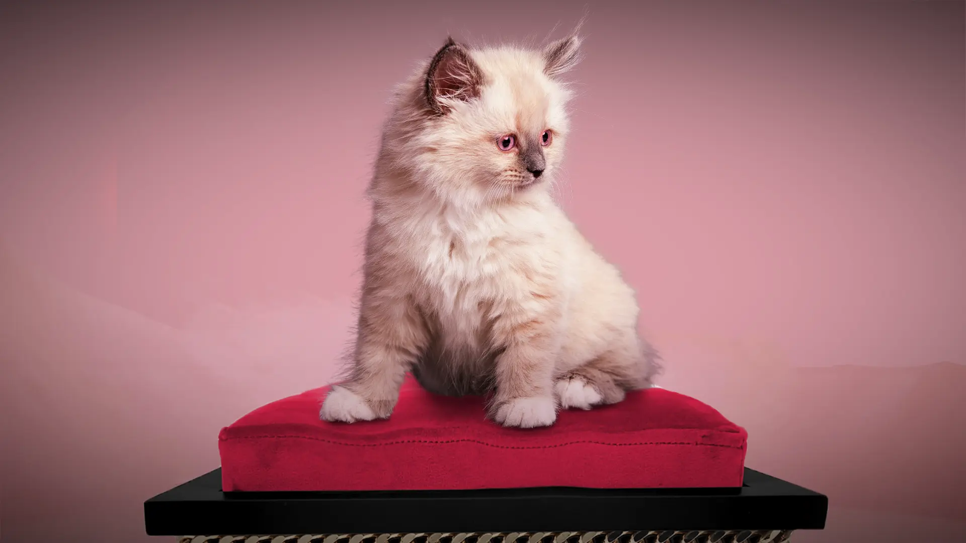 BONNE SOIRÉE Banner